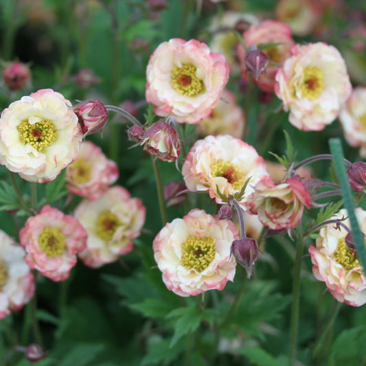 Geum Cosmopolitan (9cm)