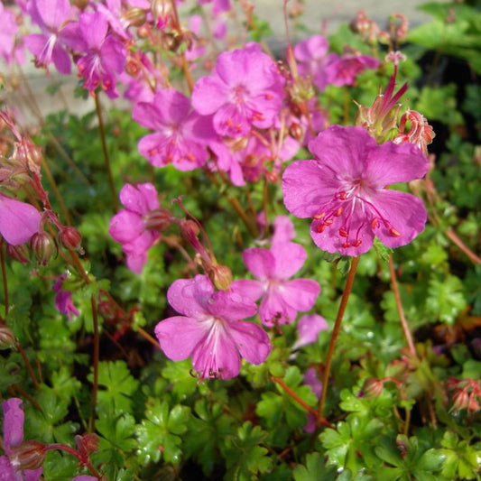 Geranium Westray (9cm)