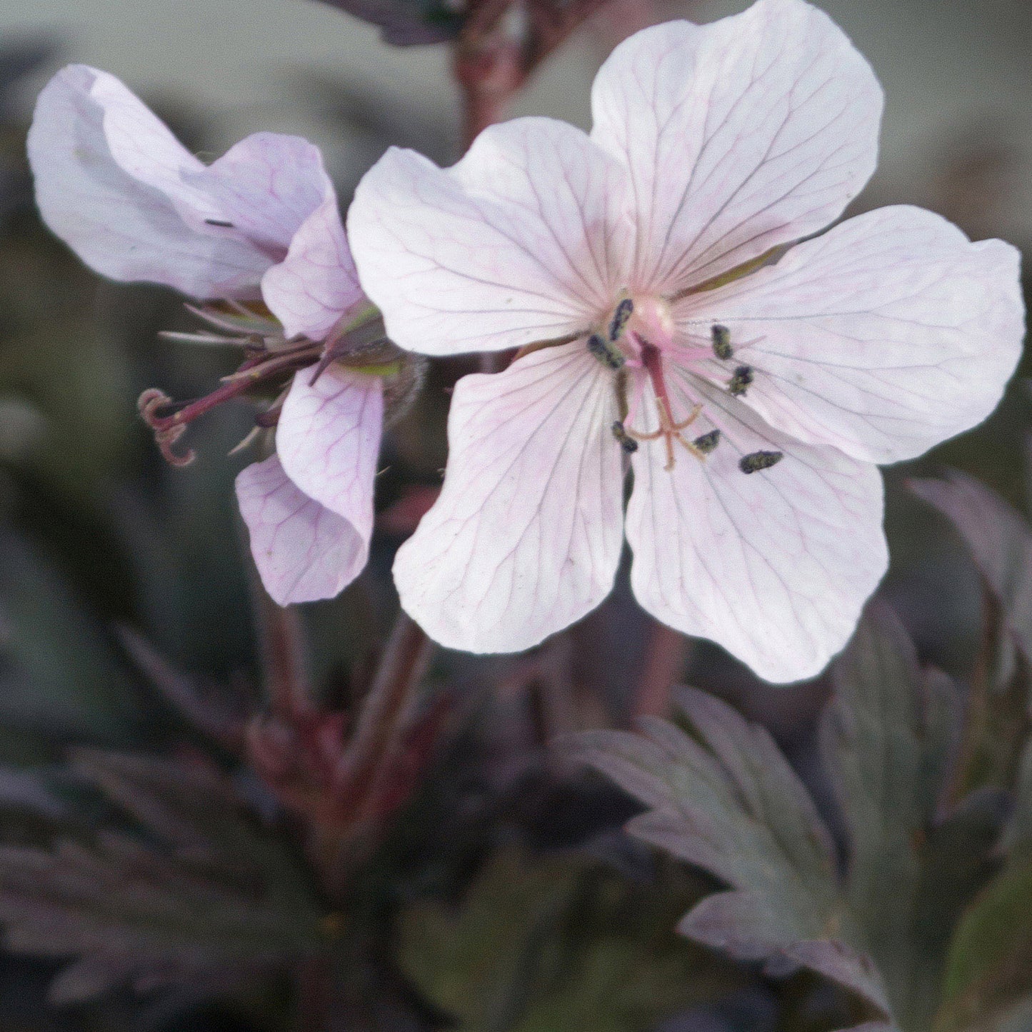 Geranium Purple Ghost (9cm)