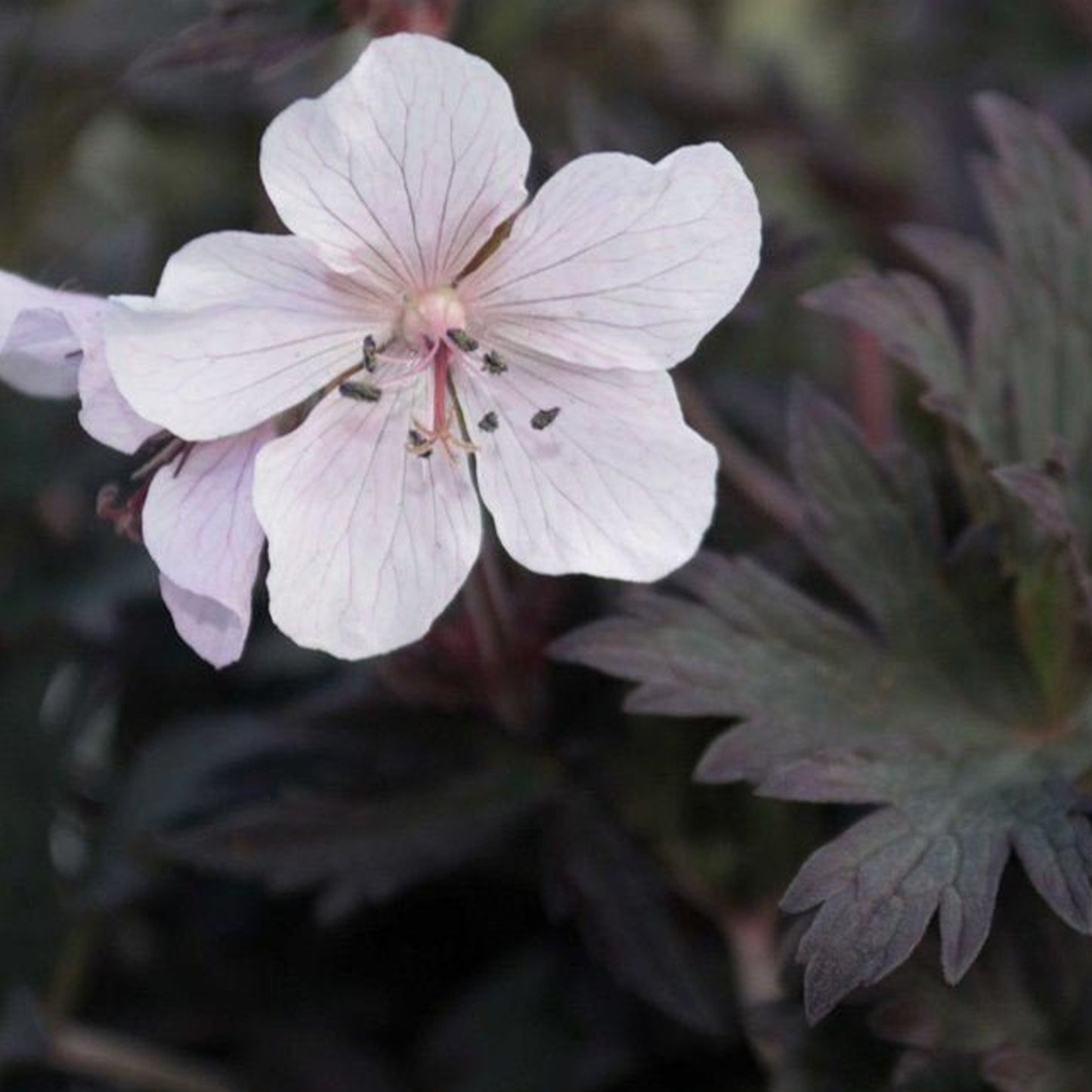 Geranium Purple Ghost (9cm)