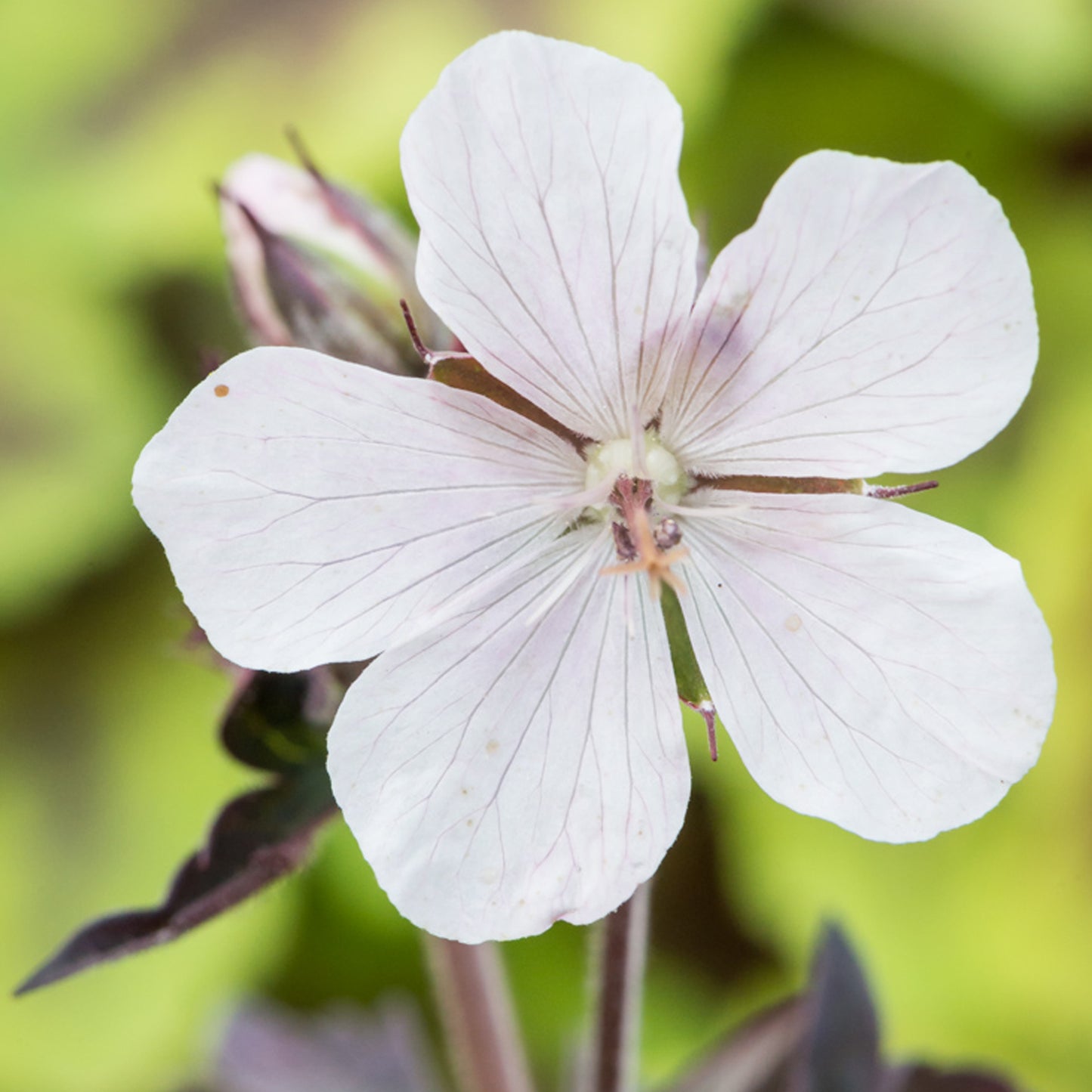 Geranium Purple Ghost (9cm)