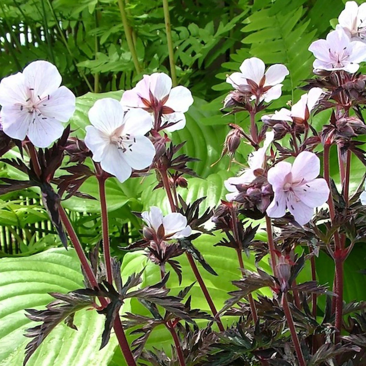 Geranium Purple Ghost (9cm)