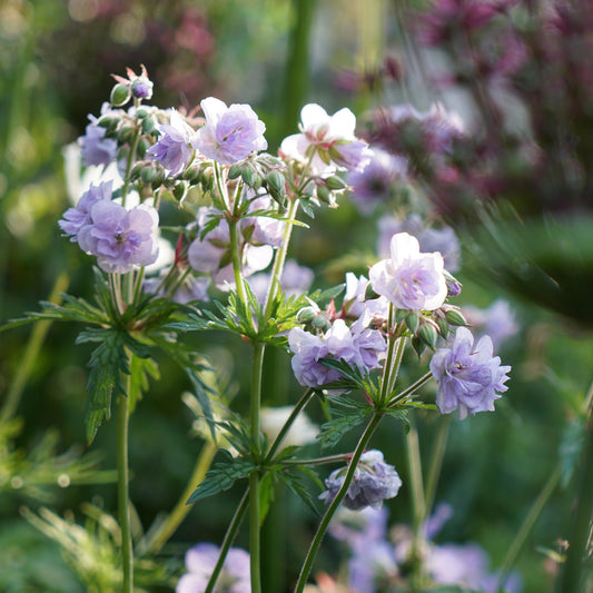 Geranium Cloud Nine (9cm)