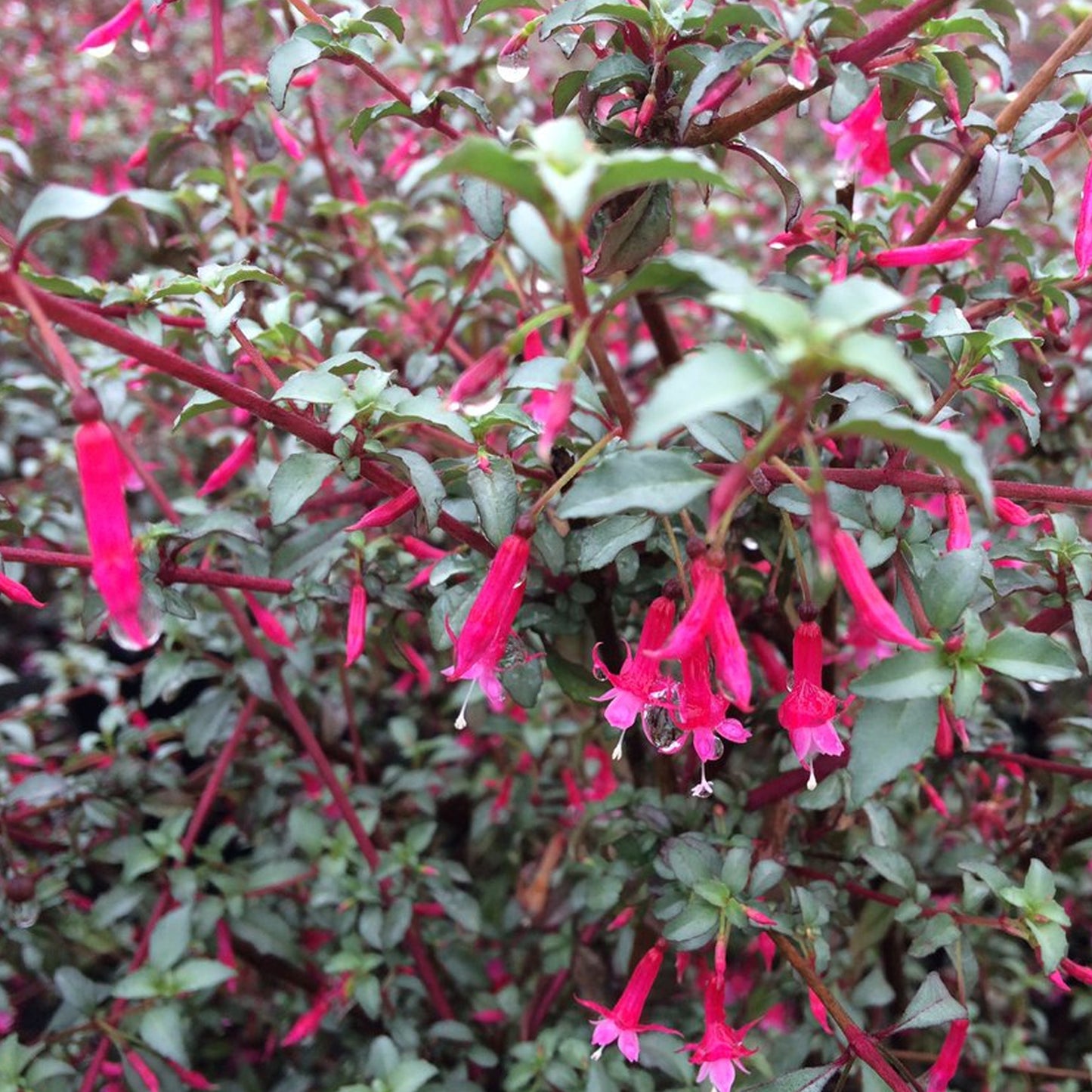 Fuchsia Silver Lining (9cm)