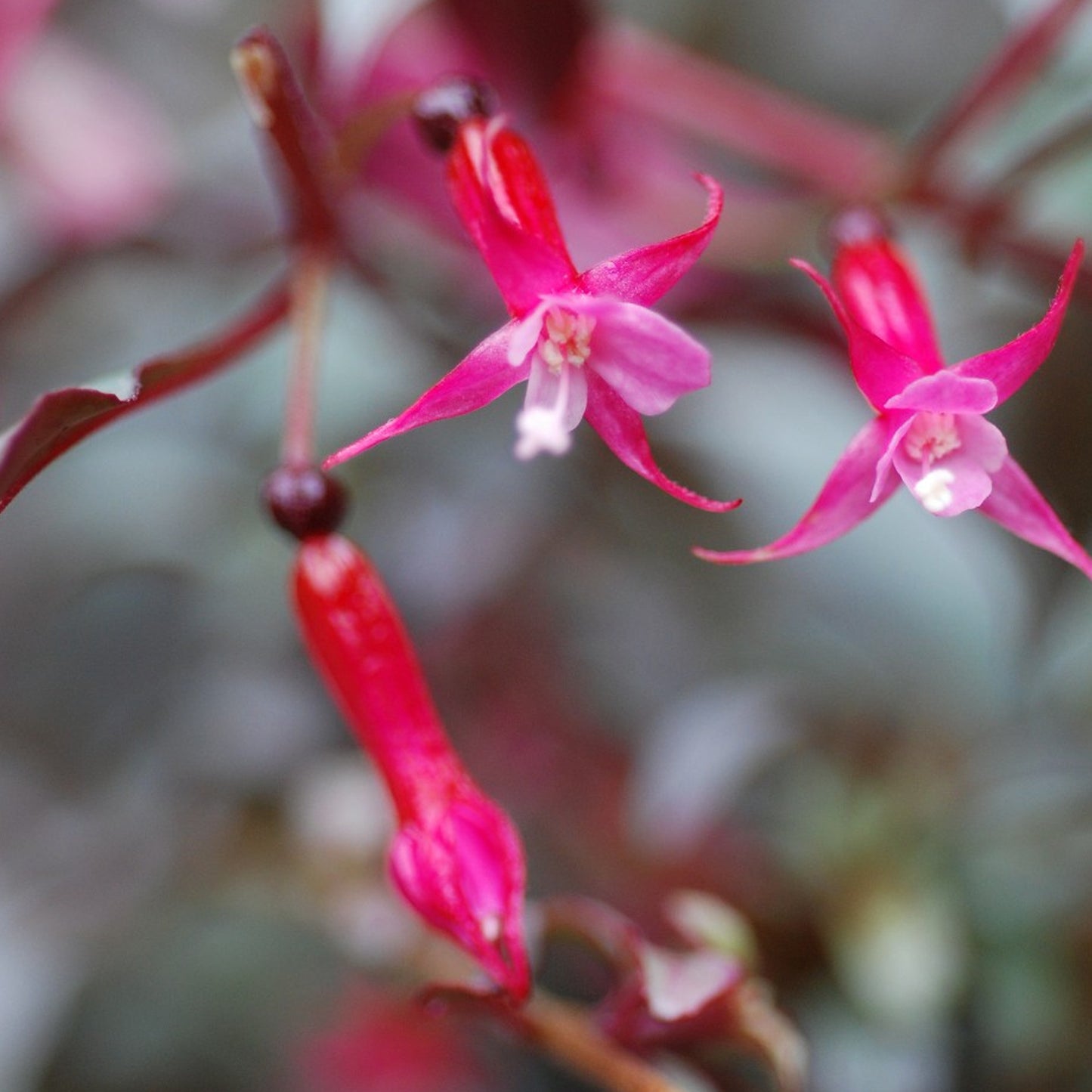 Fuchsia Silver Lining (9cm)