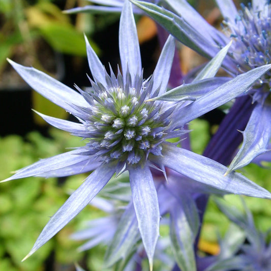 Eryngium Picos Blue (9cm)