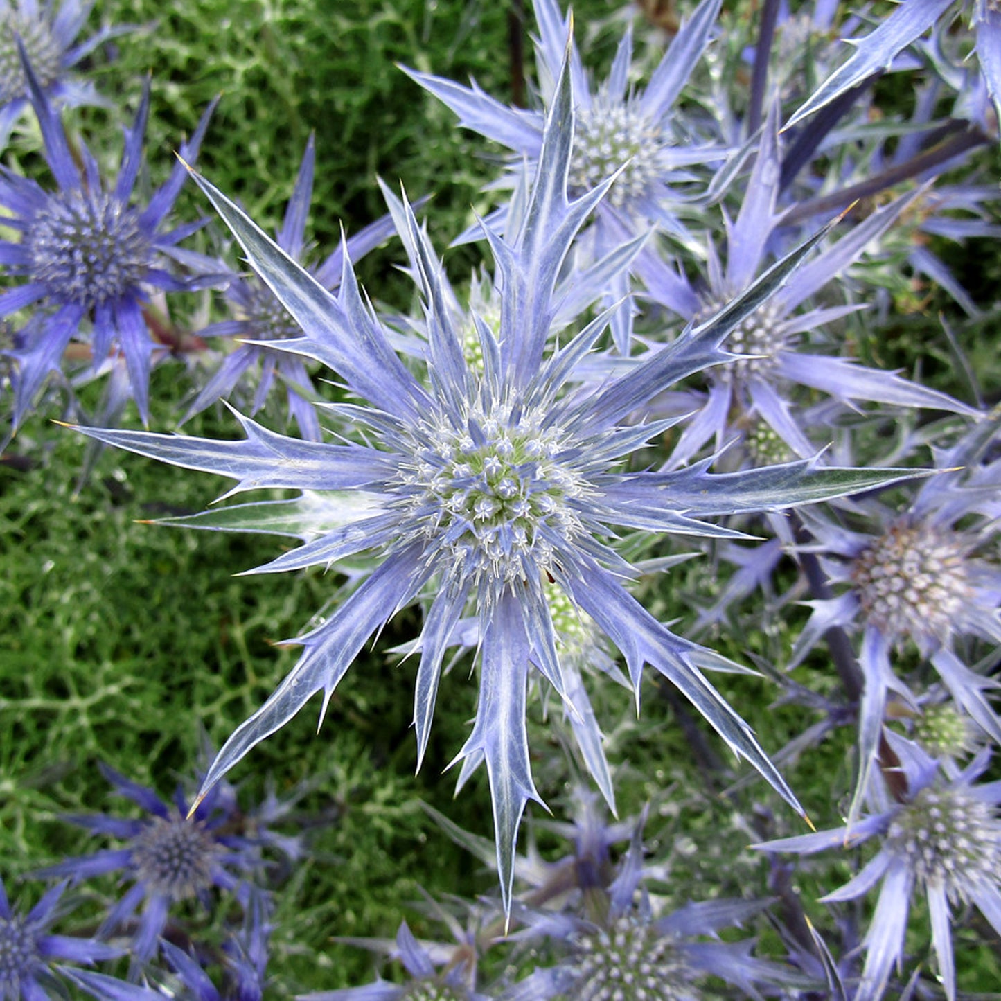 Eryngium Picos Amethyst (9cm)