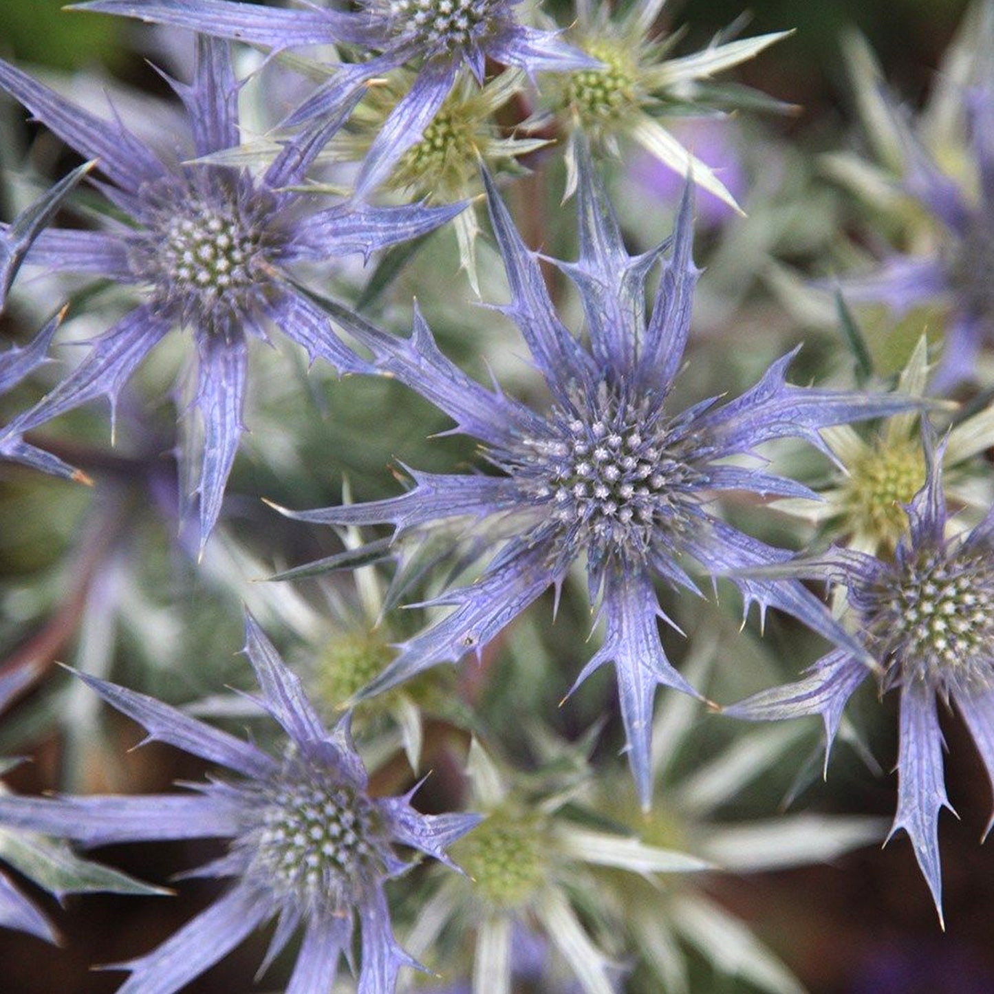 Eryngium Picos Amethyst (9cm)