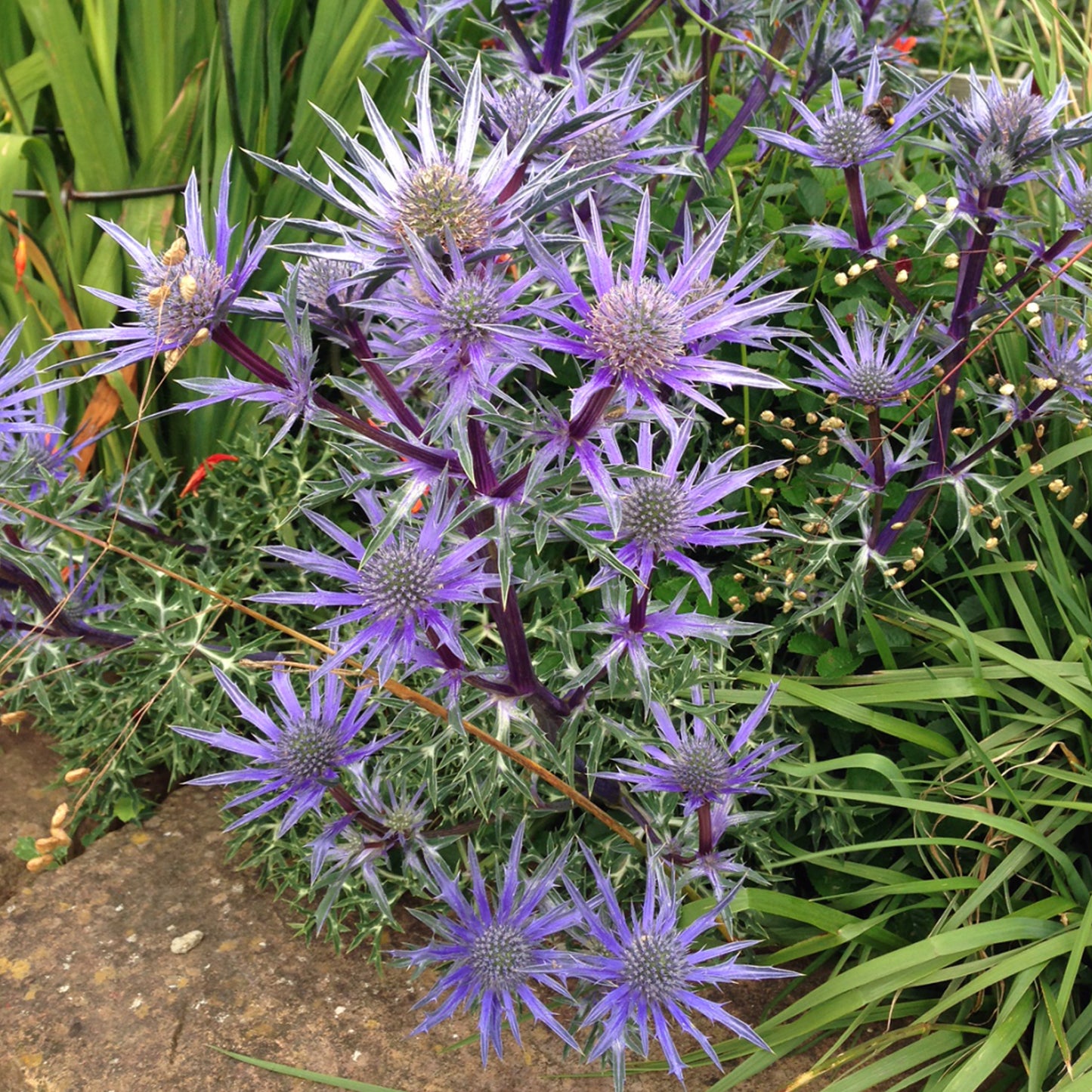 Eryngium Picos Amethyst (9cm)