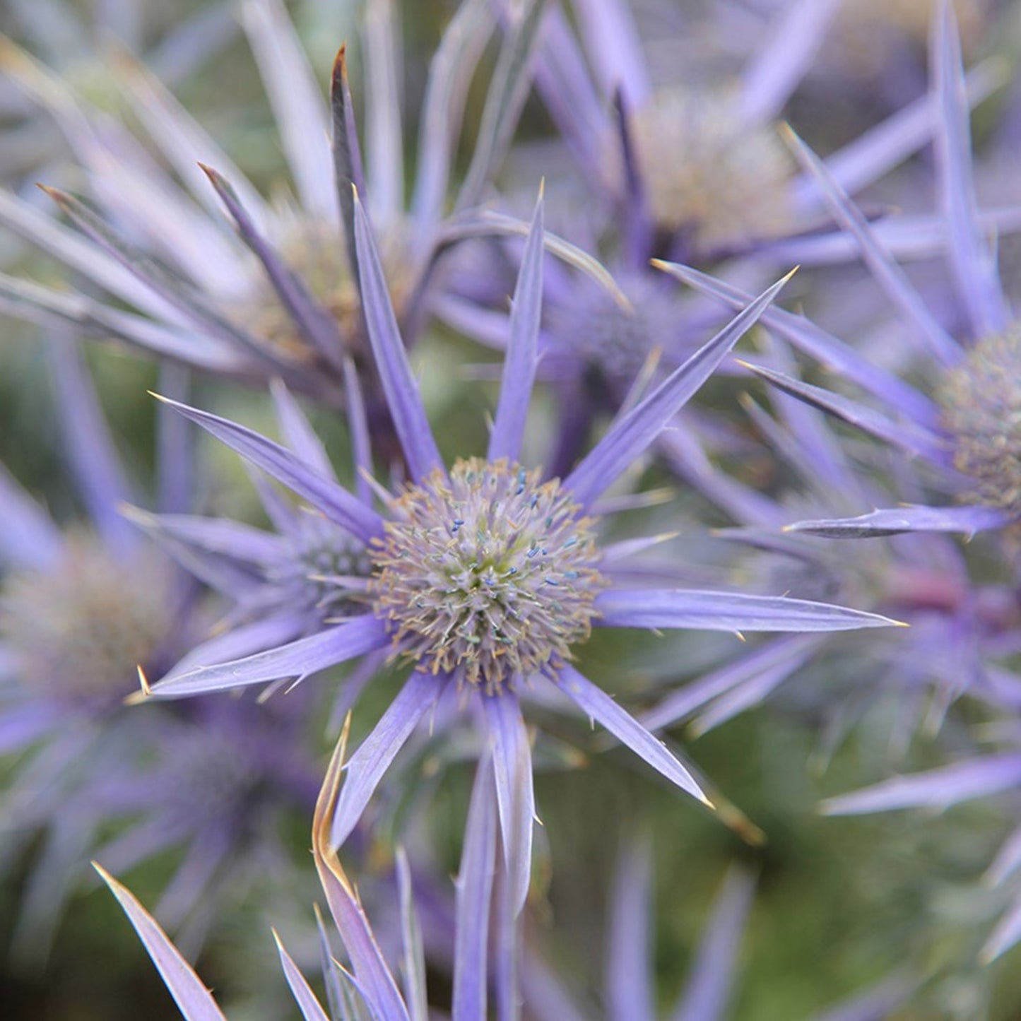 Eryngium Picos Amethyst (9cm)