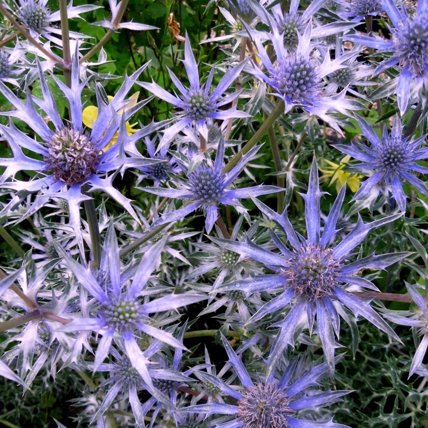 Eryngium Picos Amethyst (9cm)