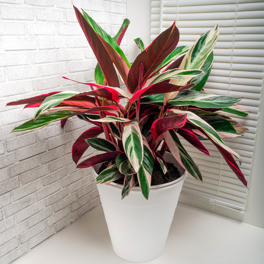 Calathea Triostar