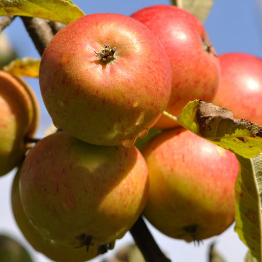 Apple Cox's Orange Pippen Tree (7.5L, 4-5ft)