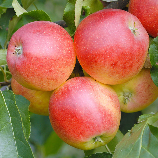 Apple Gala Tree (7.5L, 4-5ft)
