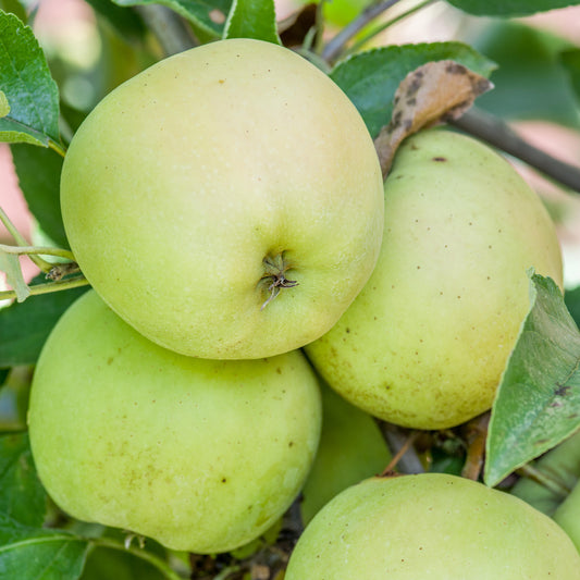 Apple Golden Delicious Tree (7.5L, 4-5ft)