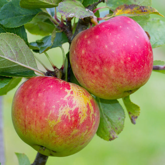 Apple James Grieve Tree (7.5L, 4-5ft)