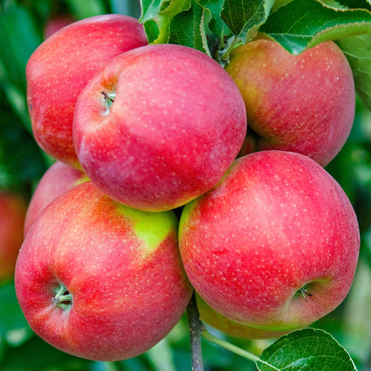 Apple Jonagold (7.5L, 4-5ft)