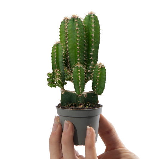 Cereus Peruvianus Florida - Peruvian Apple Cactus (6cm)