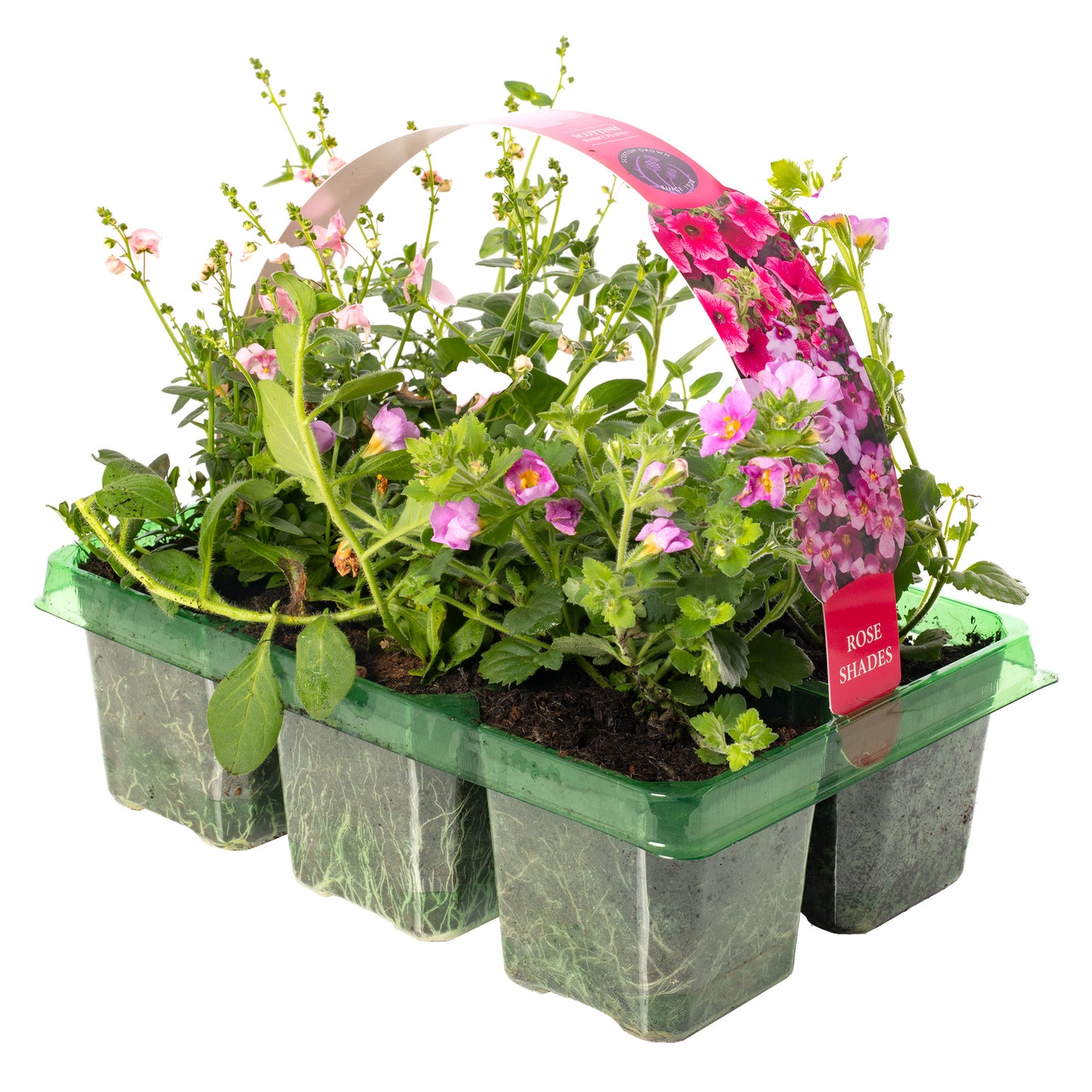 Basket Plants - Rose Shades (6 Pack)