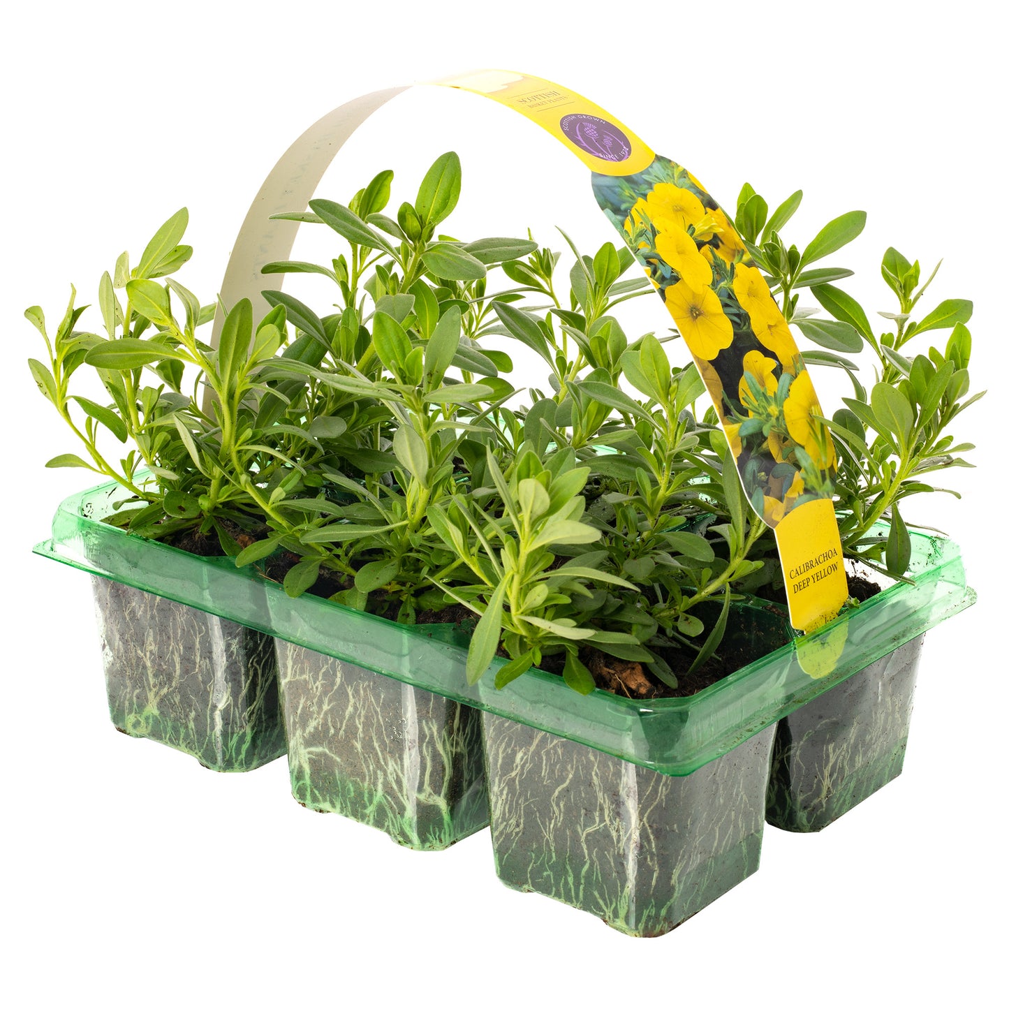 Basket Plants - Calibrachoa Deep Yellow (6 Pack)