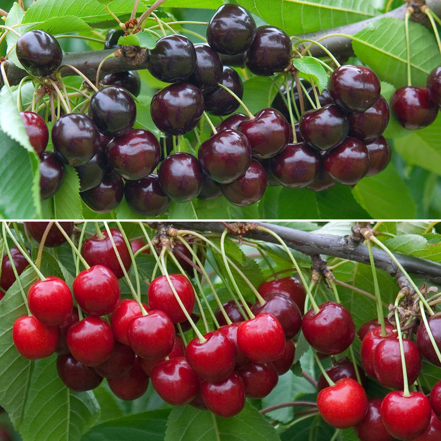 Cherry Duo Tree (7.5L, 4-5ft)