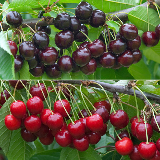Cherry Duo Tree (7.5L, 4-5ft)