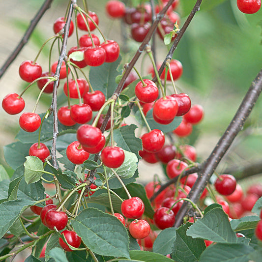 Cherry Morello Tree (7.5L, 4-5ft)