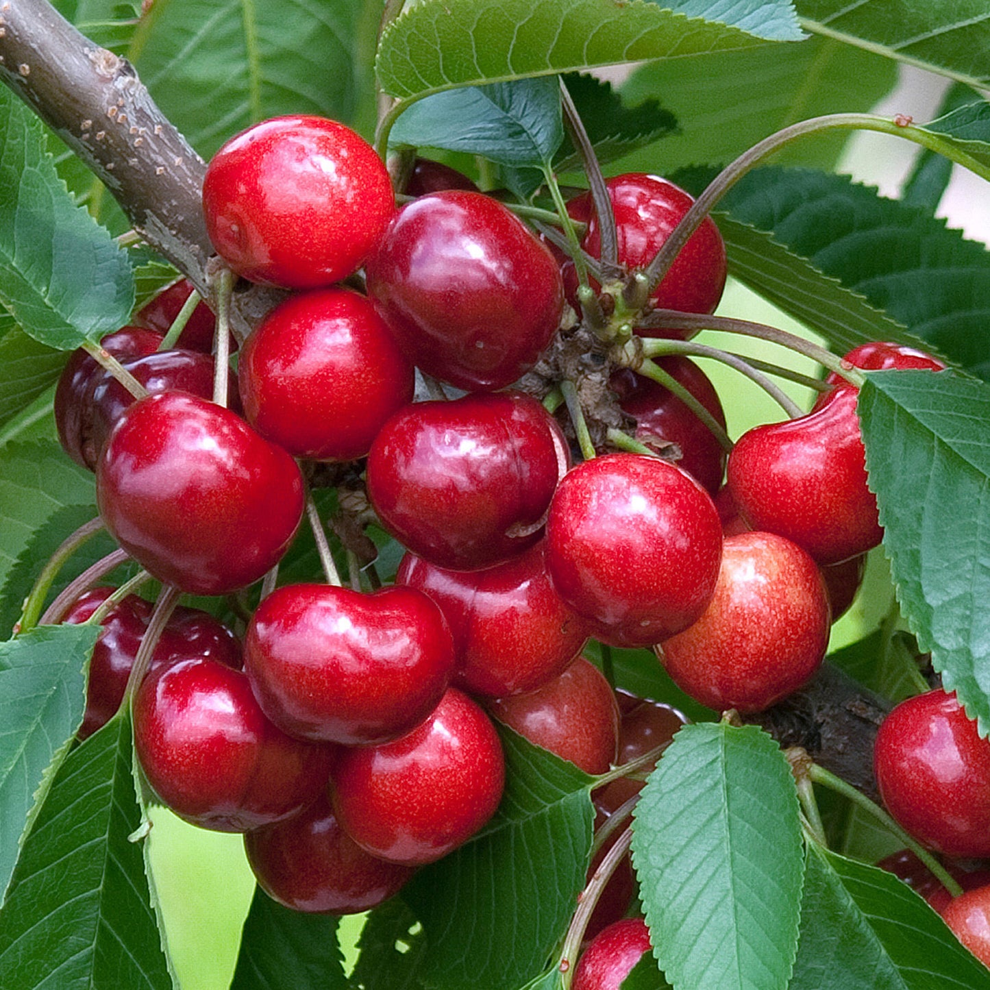 Cherry Stella Tree (7.5L, 4-5ft)