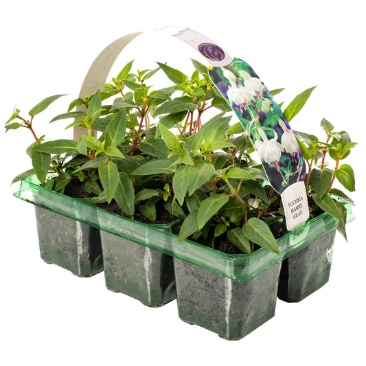 Basket Plants - Fuchsia Trailing Harry Gray (6 Pack)