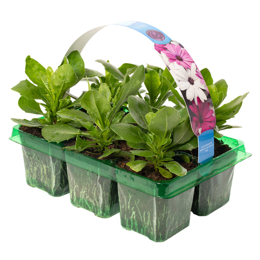 Basket Plants - Osteospermum Berries and Cream Mix (6 Pack)