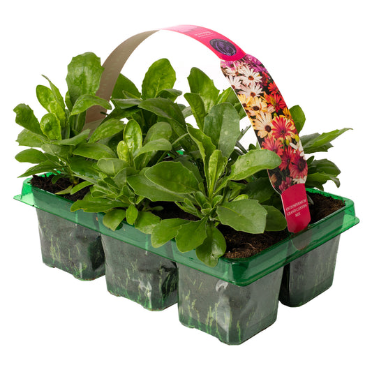 Basket Plants - Osteospermum Grand Canyon Mix (6 Pack)