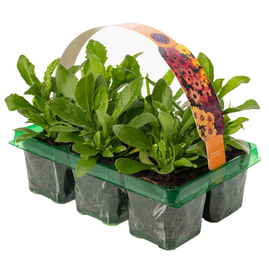Basket Plants - Osteospermum Sunset Shades Mix (6 Pack)