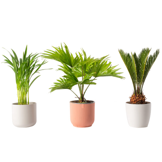Palm Mix (Cycas Revoluta,  Livistona Rotundifolia, Areca Palm 12cm)