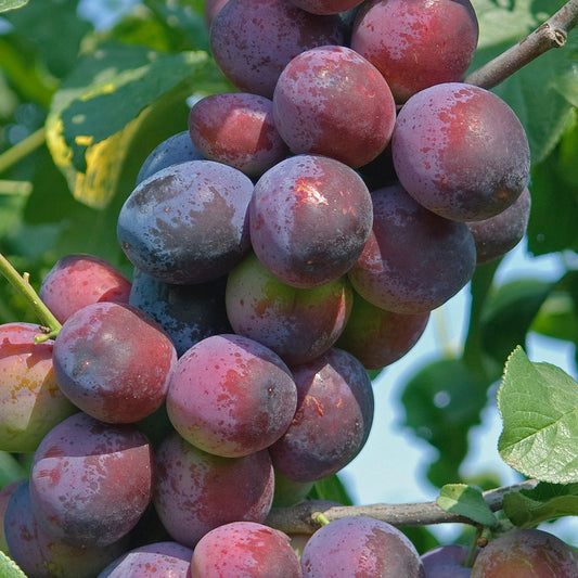 Plum Czar Tree (7.5L, 4-5ft)