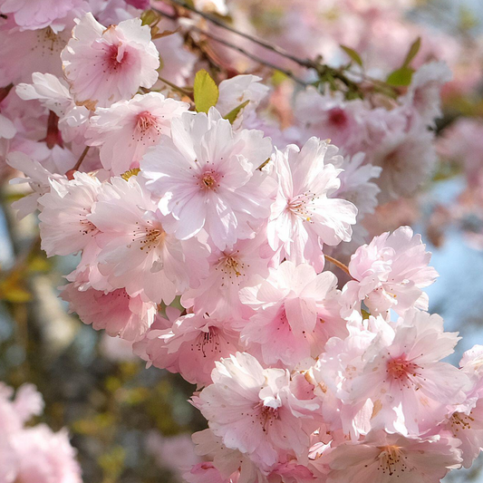 Prunus First Blush (12L, 5-6ft)