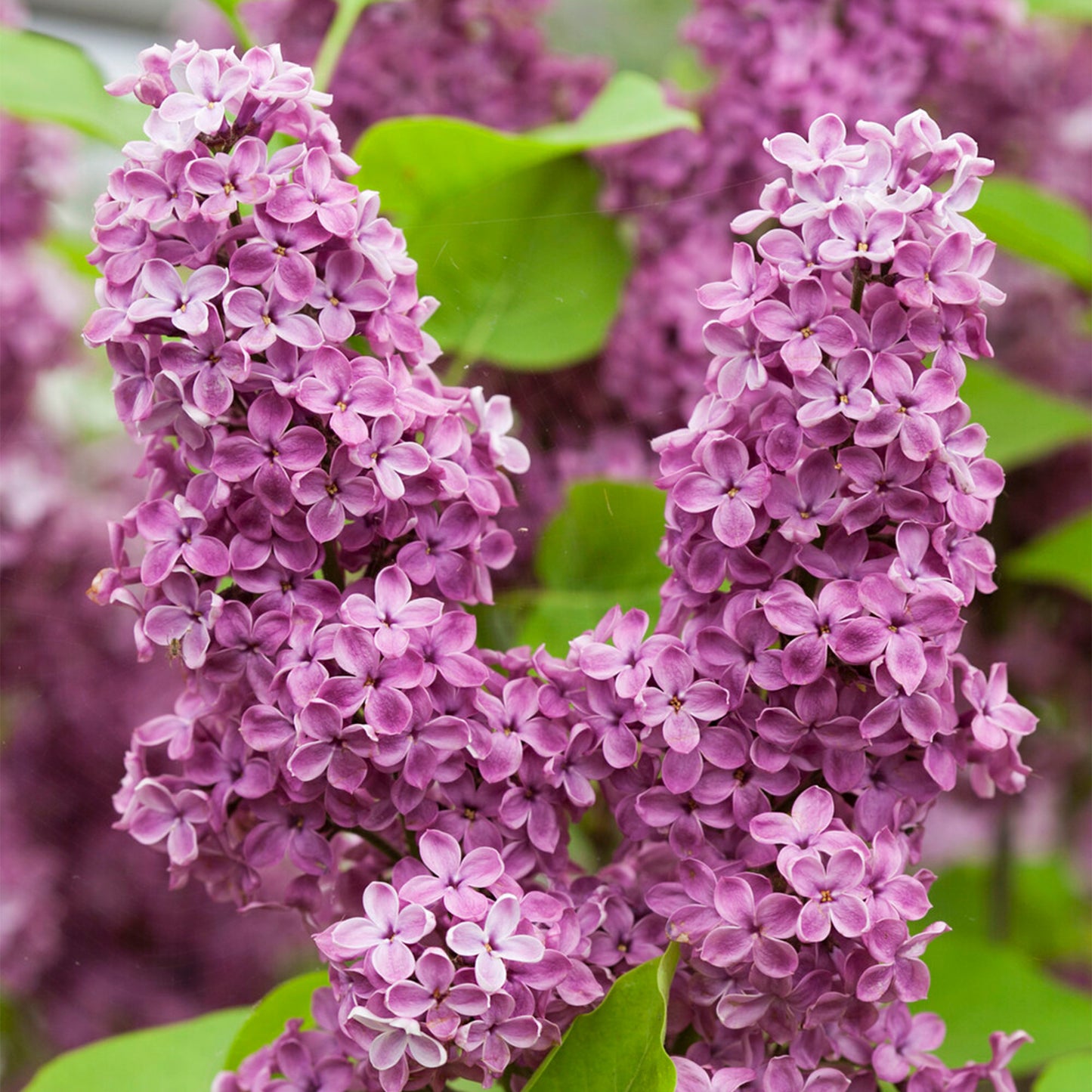 Syringa Andenken an Ludwig Späth (10L, 5-6ft)