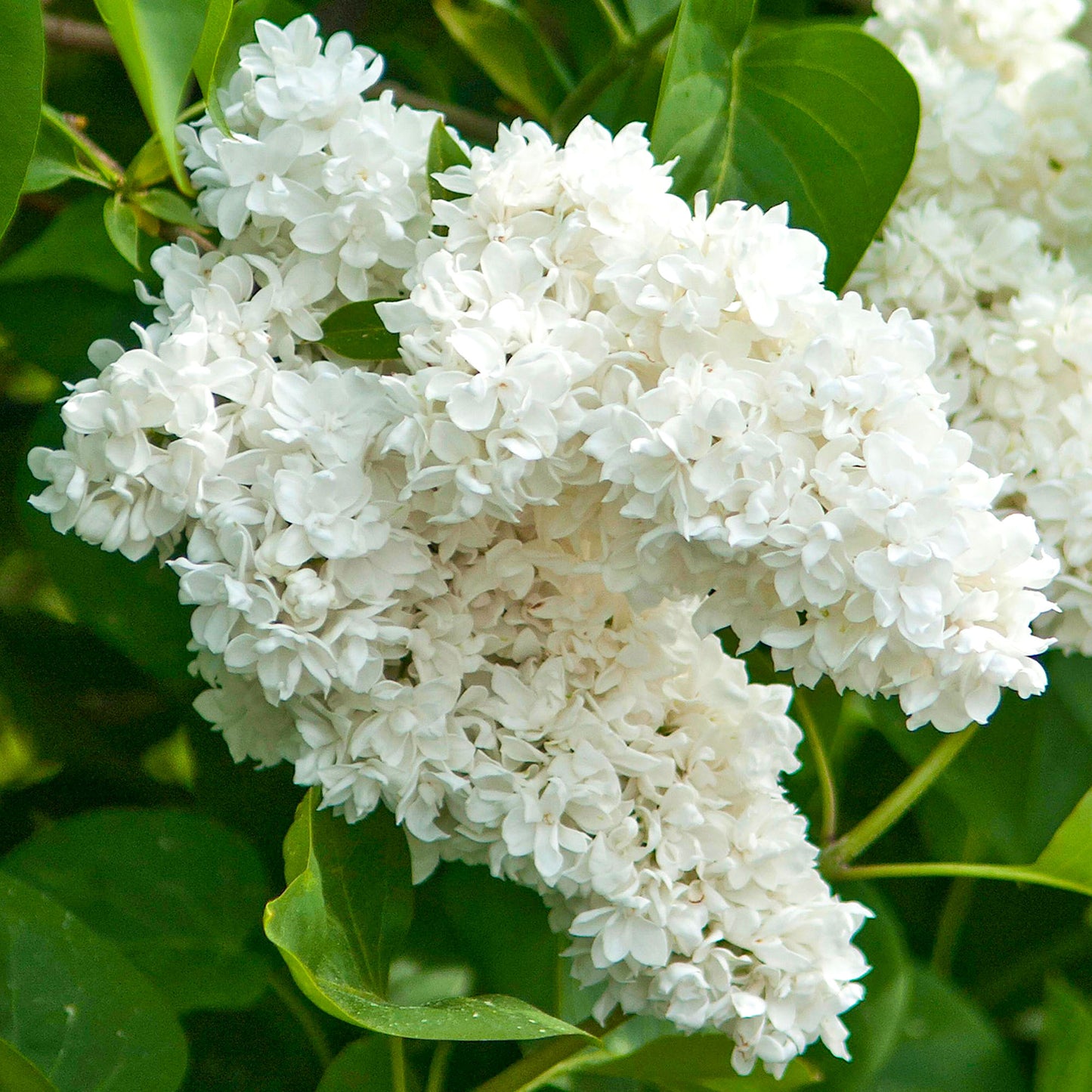 Syringa Madame Lemoine (10L, 5-6ft)