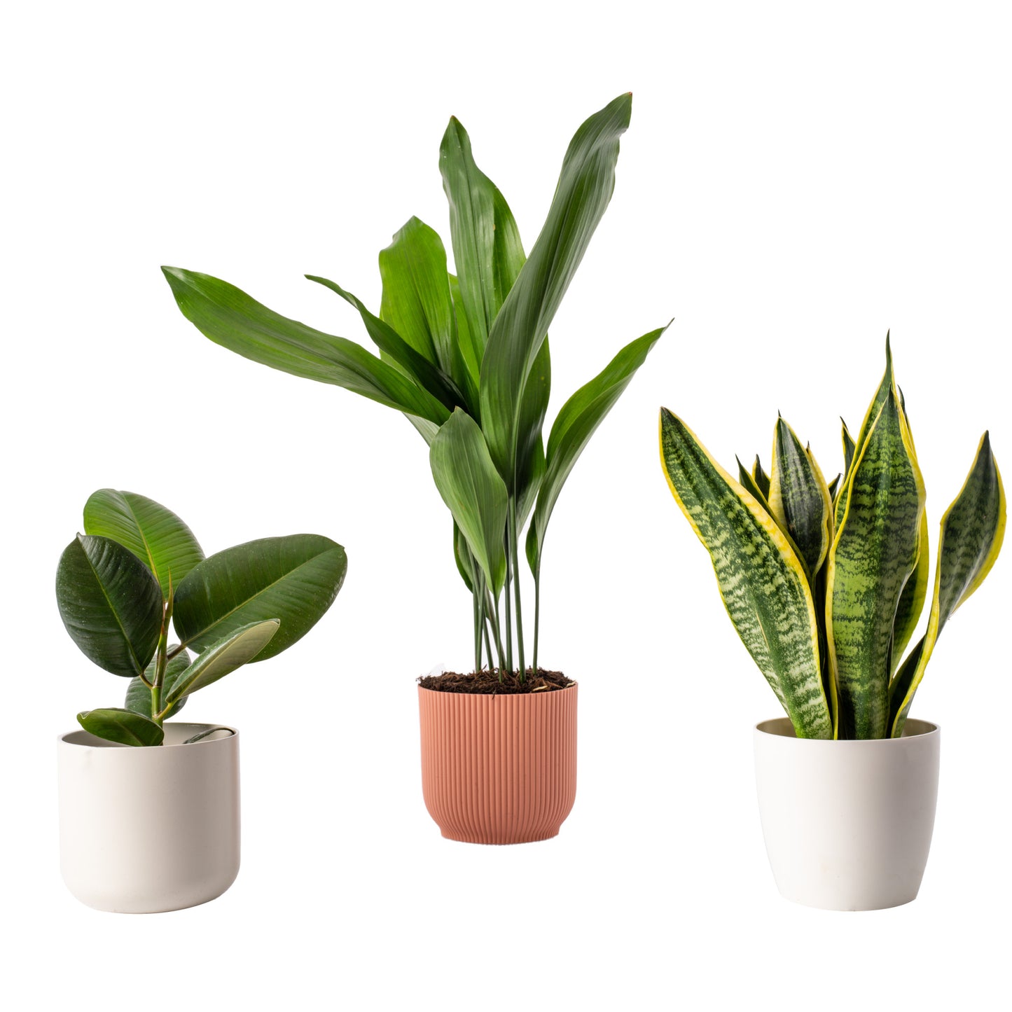 Unkillable Mix (Sansevieria Laurenti, Aspidistra Elatior, Ficus Robusta 12cm)