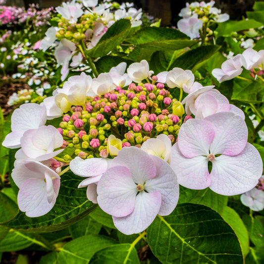 Hydrangea macrophylla Teller White (9cm)