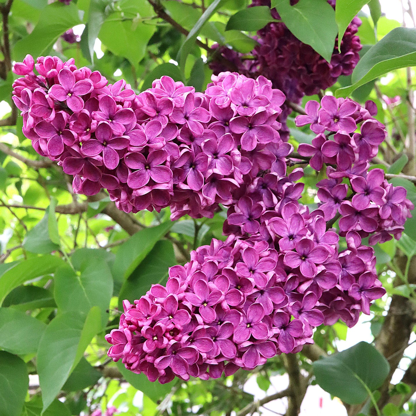 Syringa Charles Joly (10L, 5-6ft)