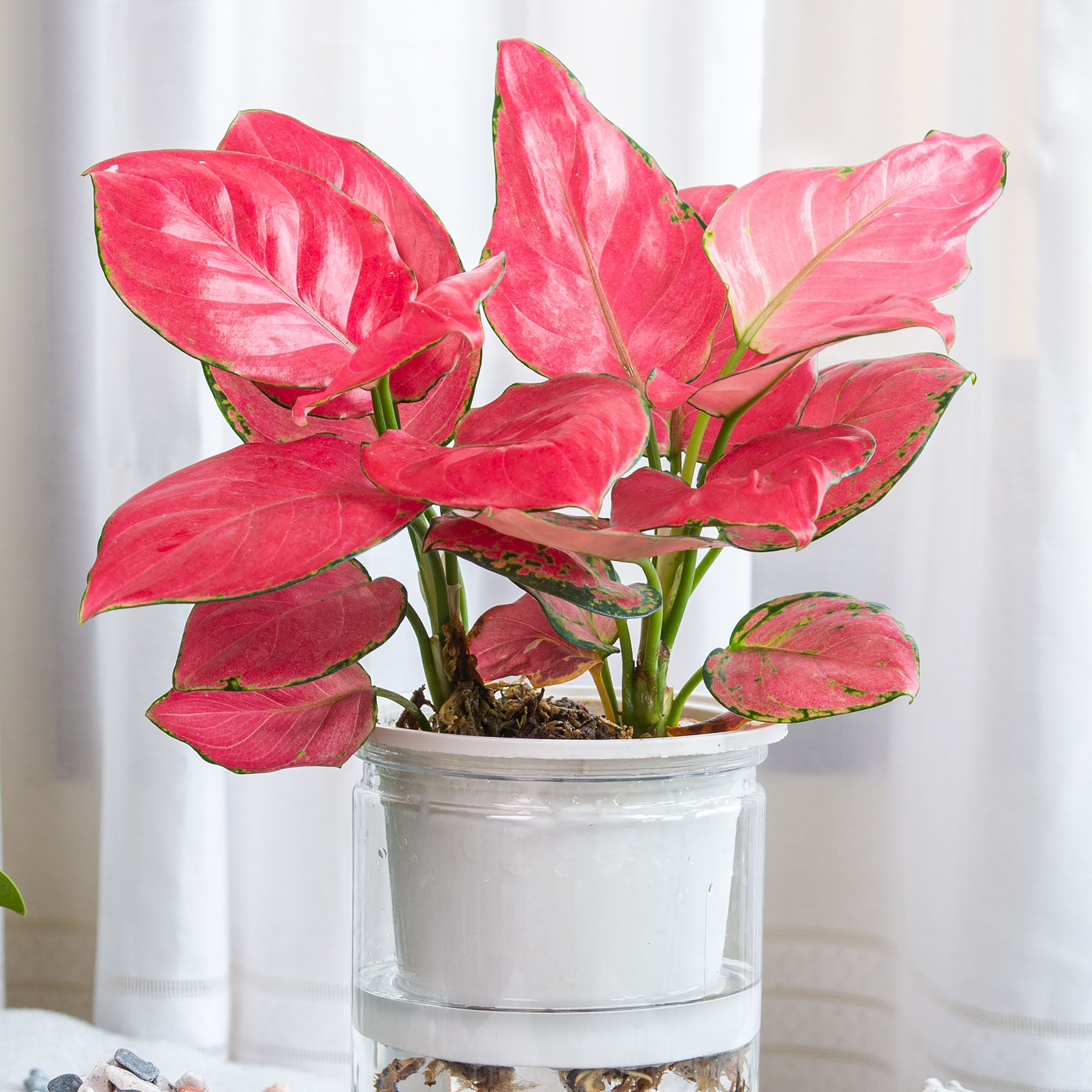 Aglaonema Red Zirkon