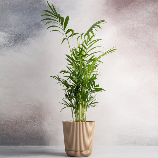 Chamaedorea Elegans
