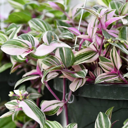 Tradescantia Quadricolor (12cm) V4