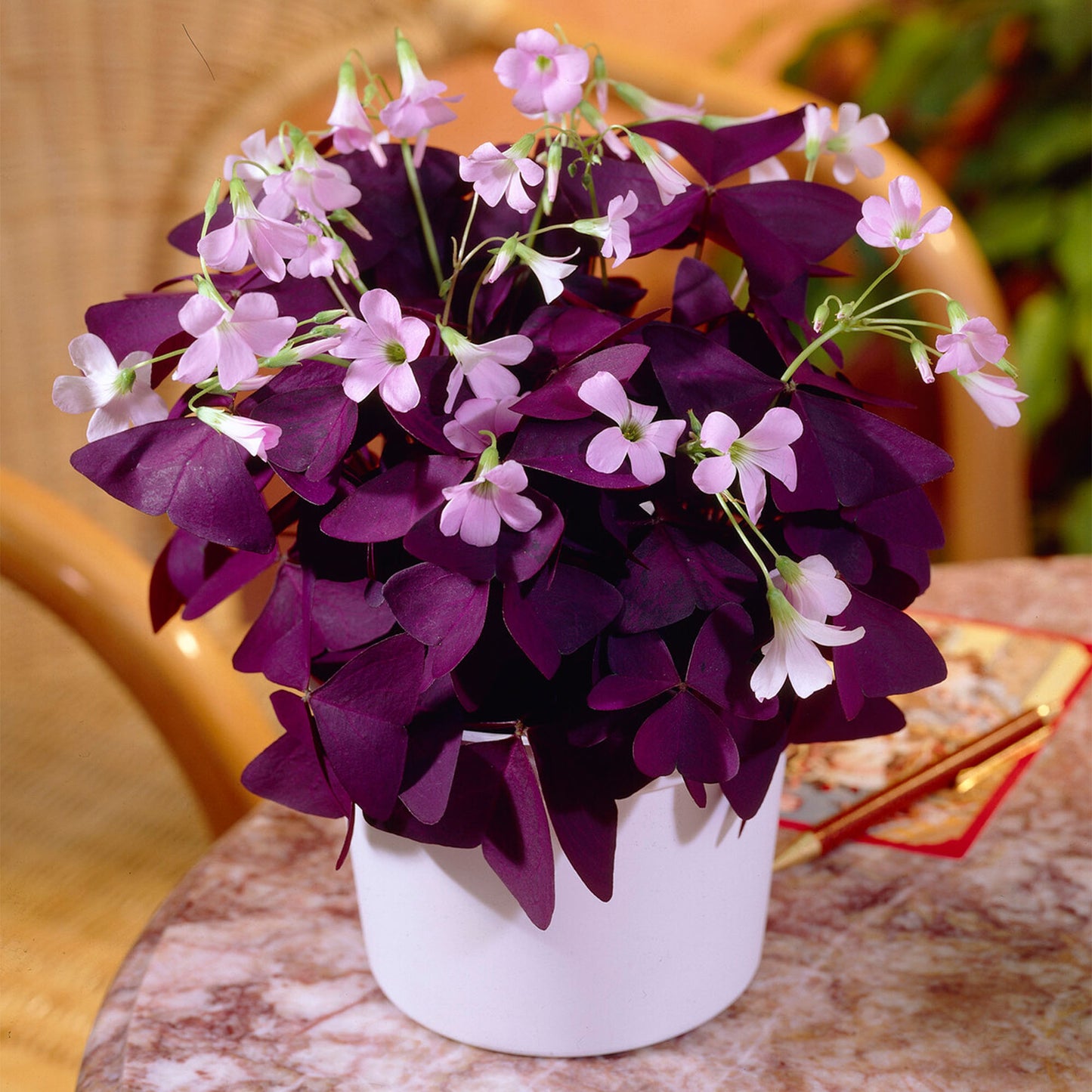 Oxalis Triangularis Ikigai
