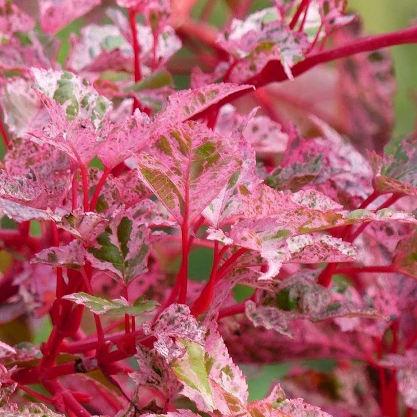 Acer Red Flamingo (12L, 5-6ft)