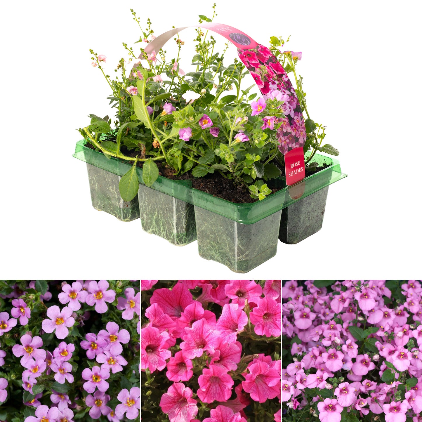 Basket Plants - Rose Shades (6 Pack)