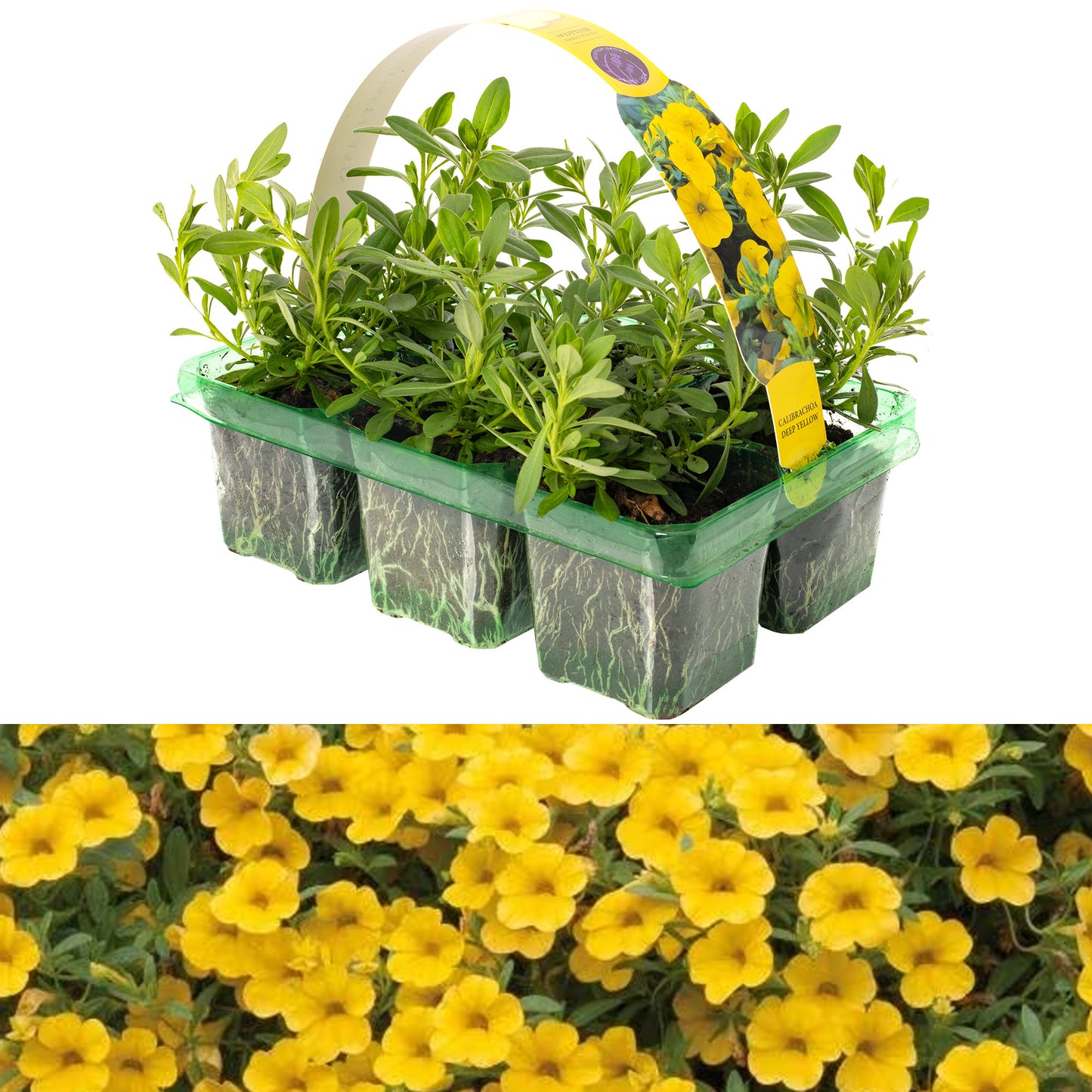 Basket Plants - Calibrachoa Deep Yellow (6 Pack)