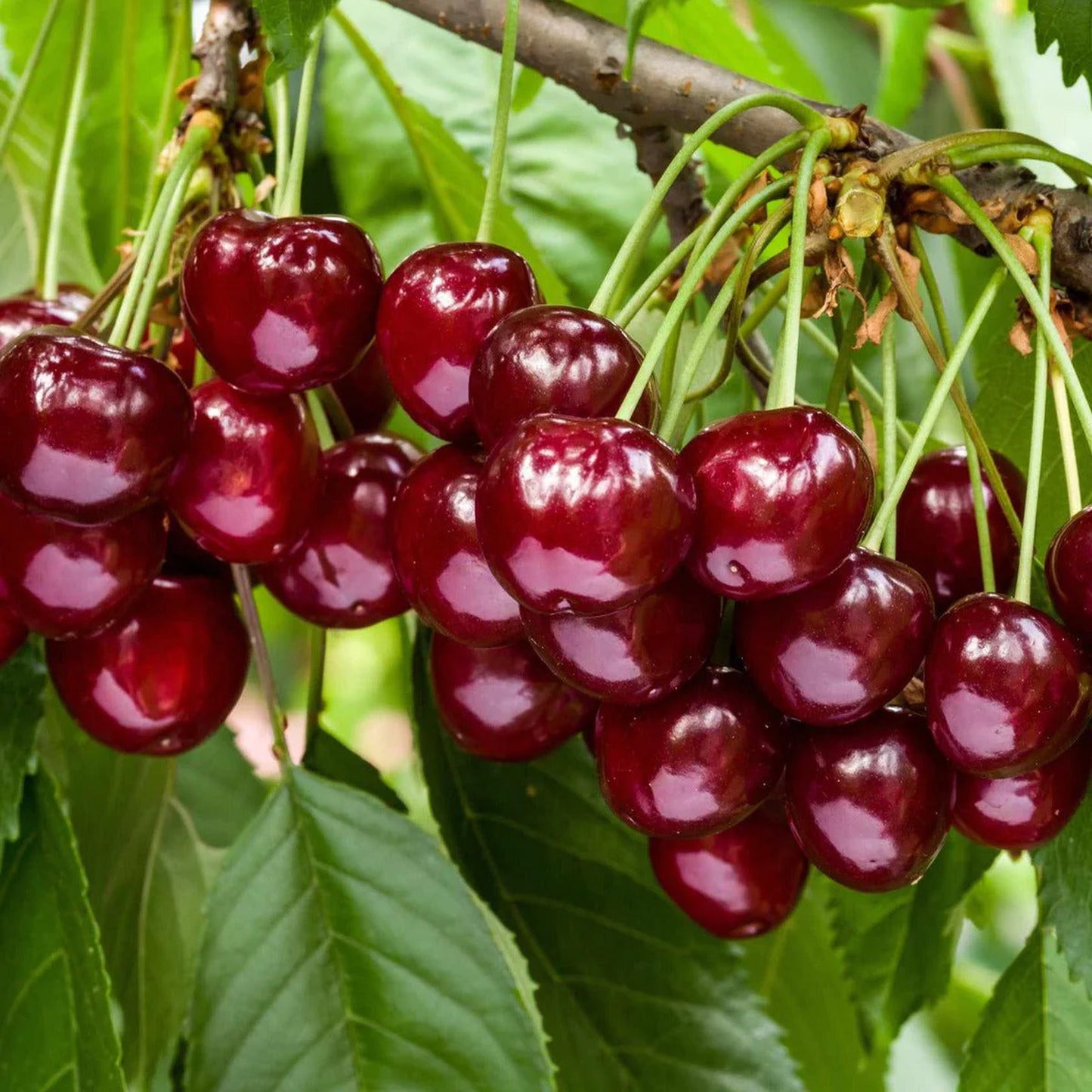 Cherry Duo Tree (7.5L, 4-5ft)