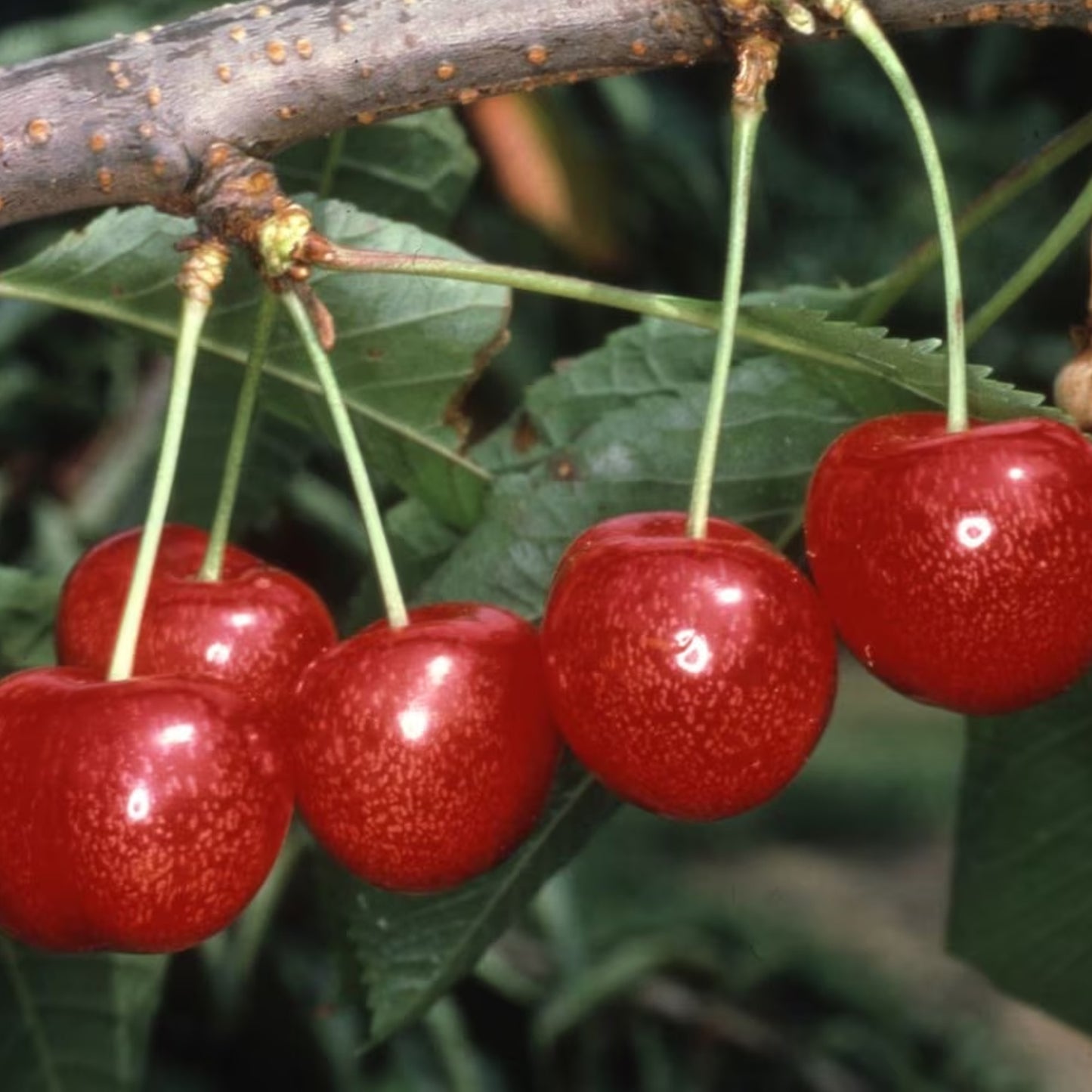 Cherry Morello Tree (7.5L, 4-5ft)