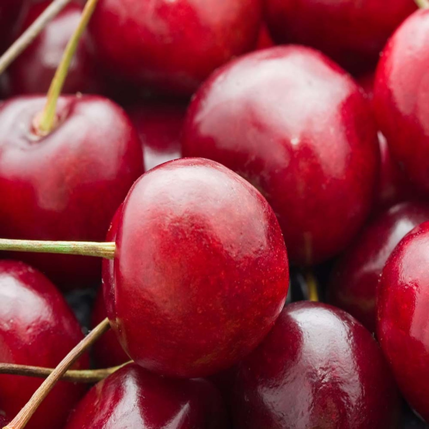 Cherry Stella Tree (7.5L, 4-5ft)